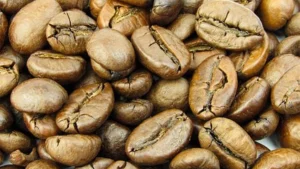 liberika-primadona-baru-di-industri-kopi-spesialti