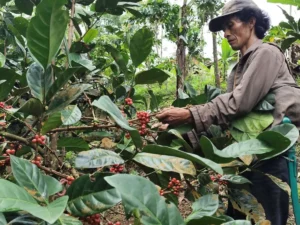 mengenal-rasa-unik-kopi-excelsa-yang-mirip-buah-buahan