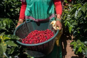 mengenal-rasa-unik-kopi-excelsa-yang-mirip-buah-buahan