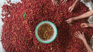 rahasia-proses-kopi-anaerob-yang-bikin-kaya-rasa