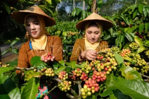rahasia-proses-kopi-anaerob-yang-bikin-kaya-rasa